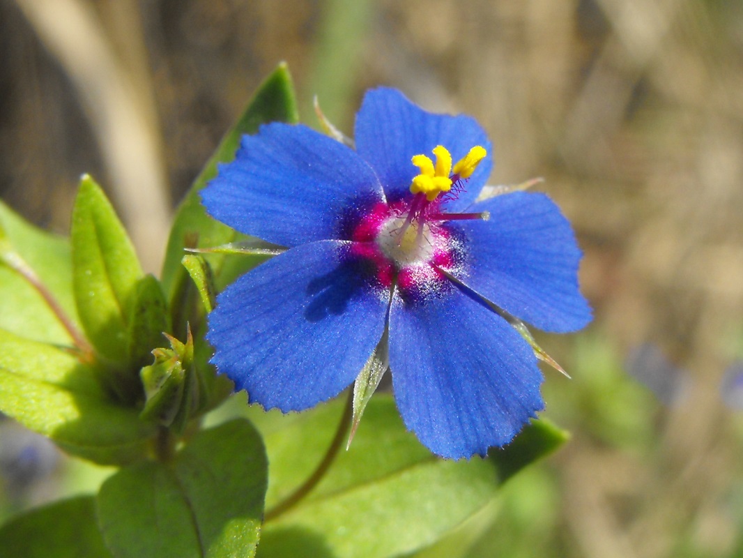 Lysimachia (=Anagallis) arvensis
