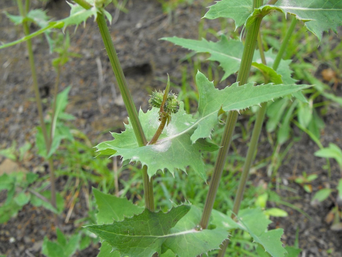Asteracea - Sonchus sp.