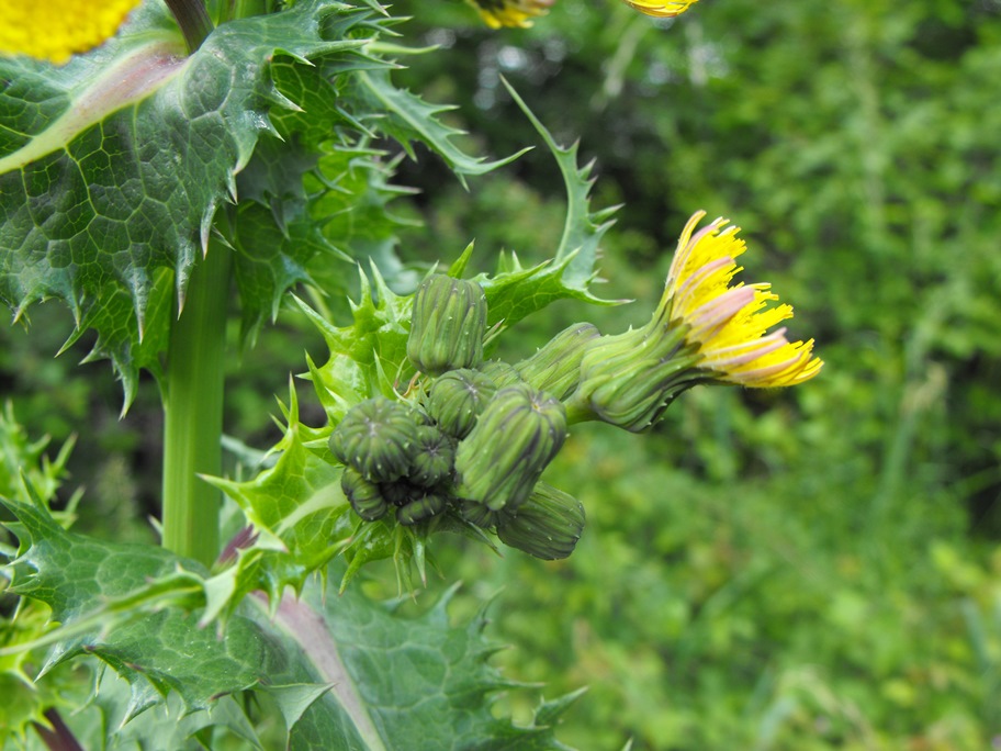 Sonchus asper / Grespino spinoso