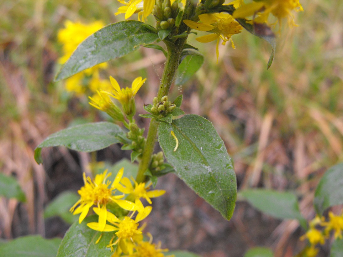 Solidago virgaurea / Verga d''oro comune