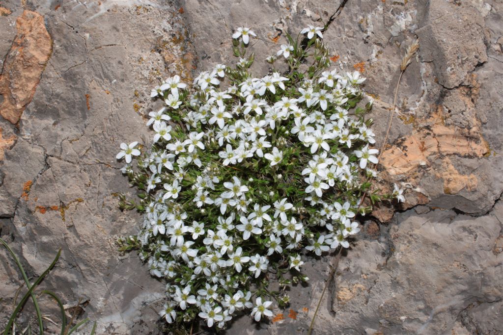 Da determinare -cfr.  Arenaria ciliata