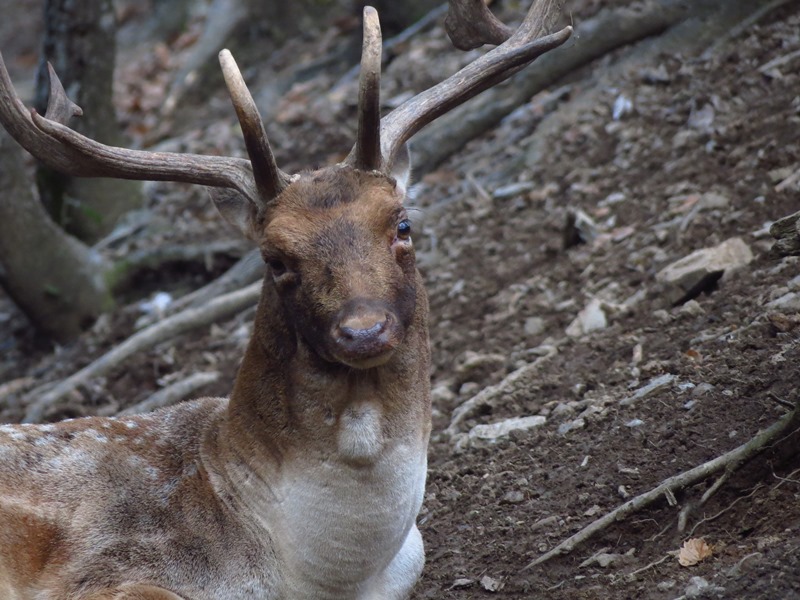 Daino: colorazione del mantello e altro...