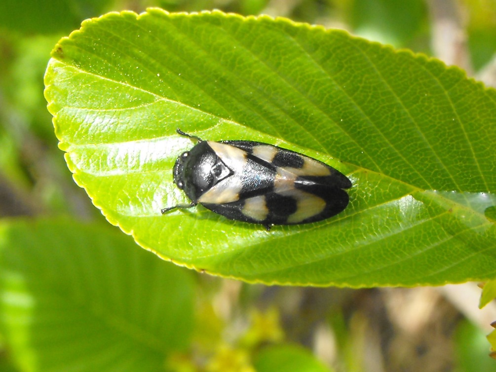 Cercopis vulnerata neosfarfallata