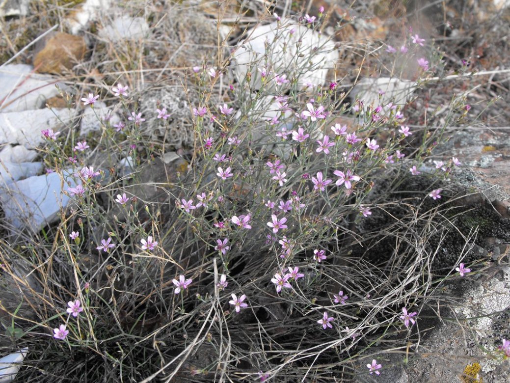 Petrorhagia saxifraga