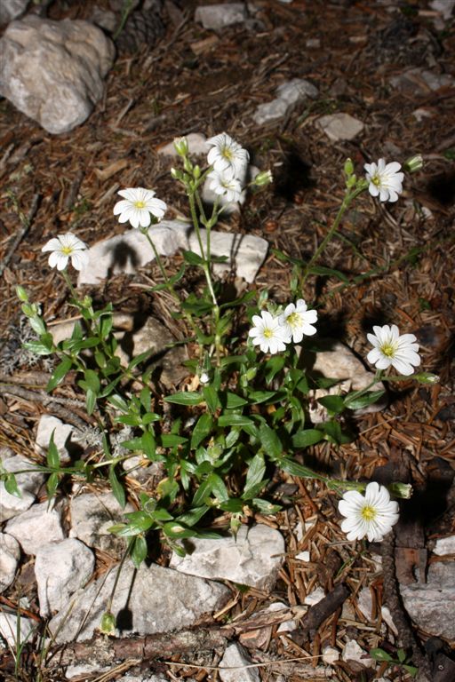 Da determinare - Cerastium sp.