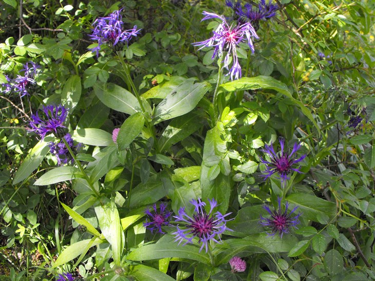 Cyanus triumfetti