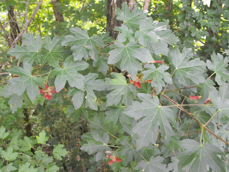 Acer campestre / Acero oppio