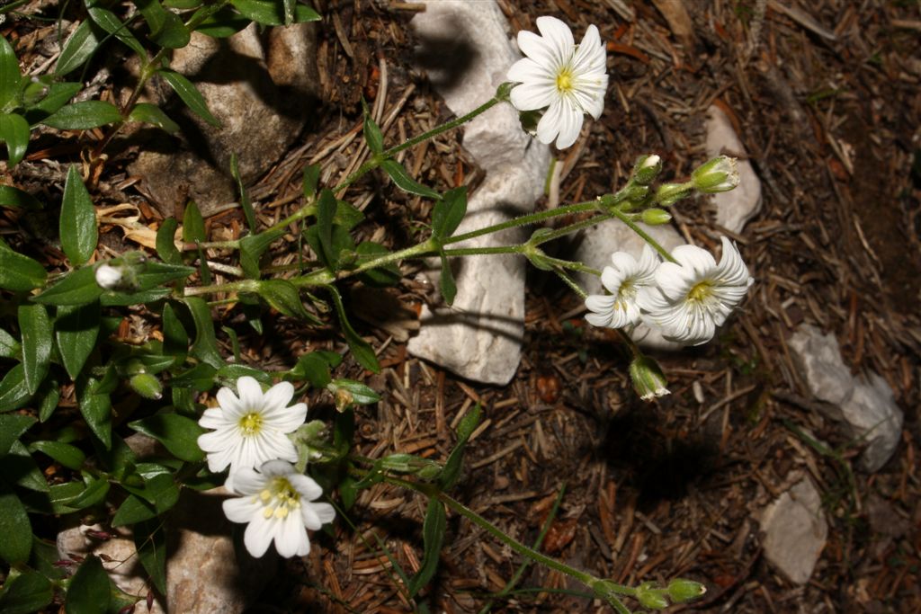 Da determinare - Cerastium sp.