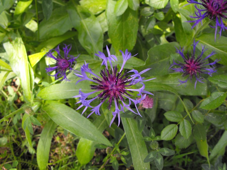 Cyanus triumfetti