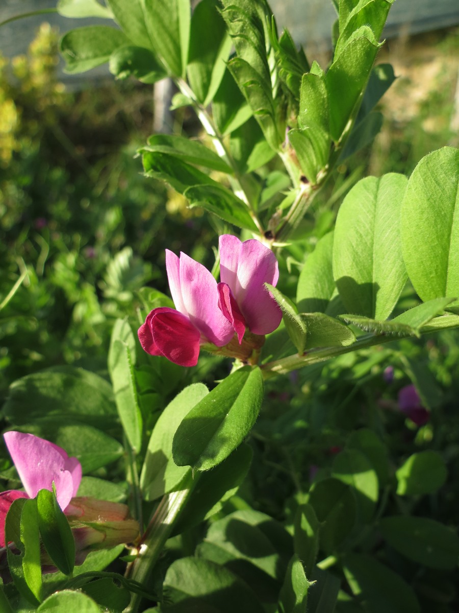 Leguminosa - Vicia gr. sativa