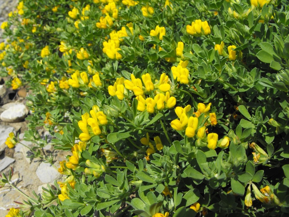 Da determinare - Lotus gr. cytisoides