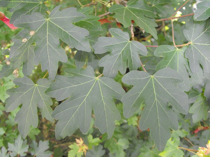 Acer campestre / Acero oppio