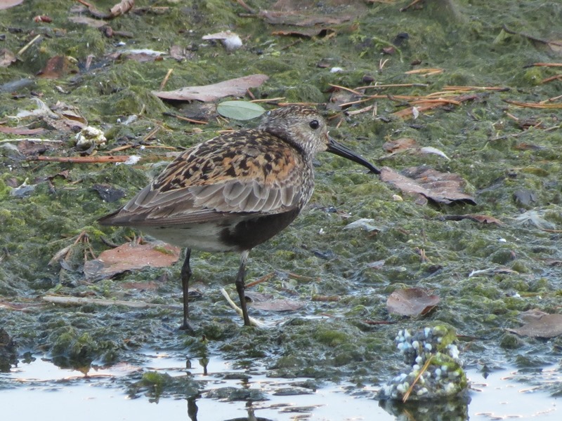 Piovanello pancianera?