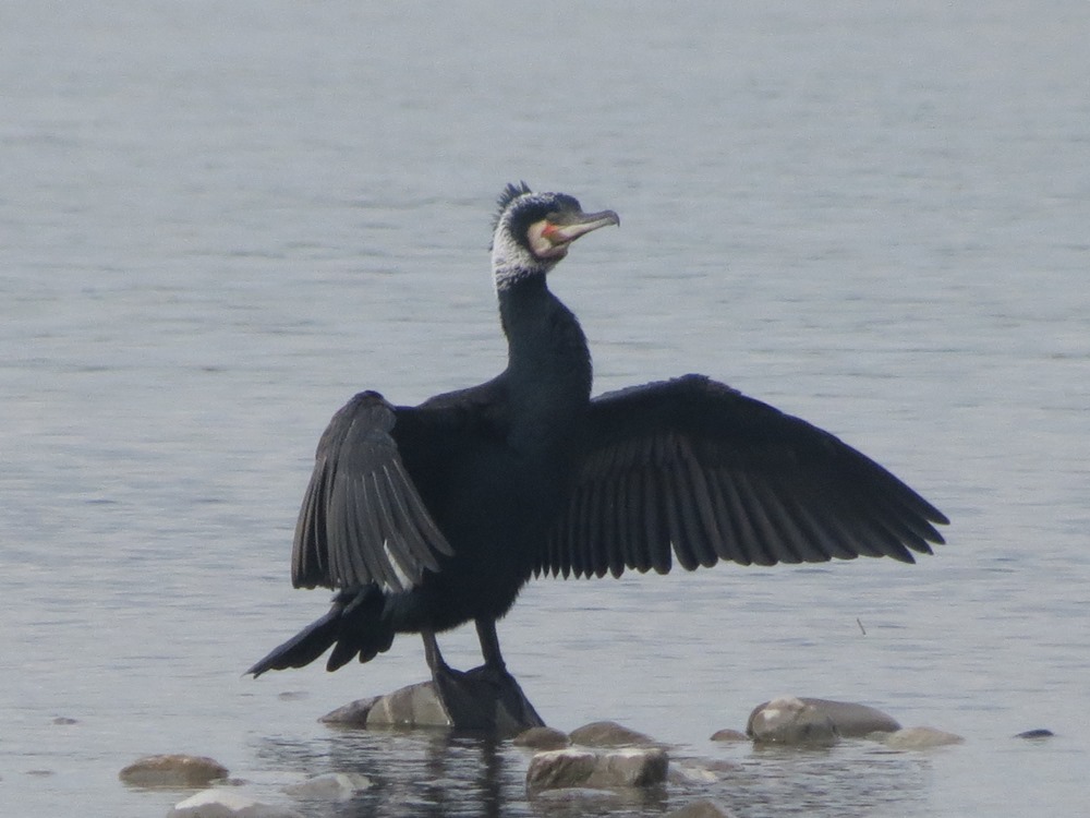 Cormorano o marangone dal ciuffo?