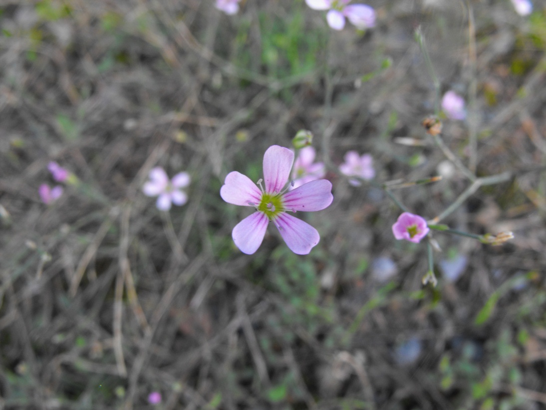 Petrorhagia saxifraga