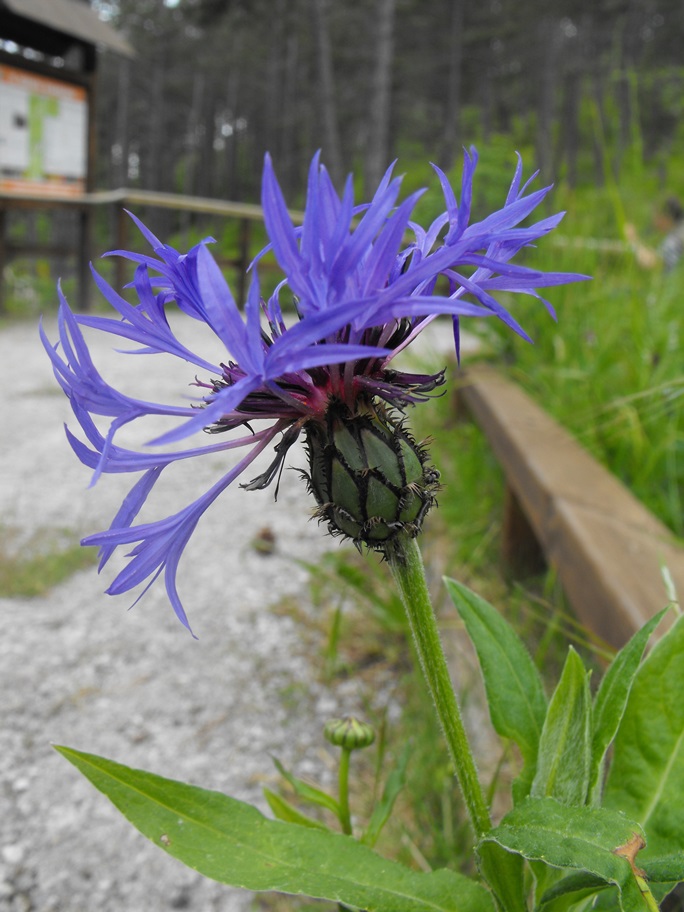 Cyanus triumfetti