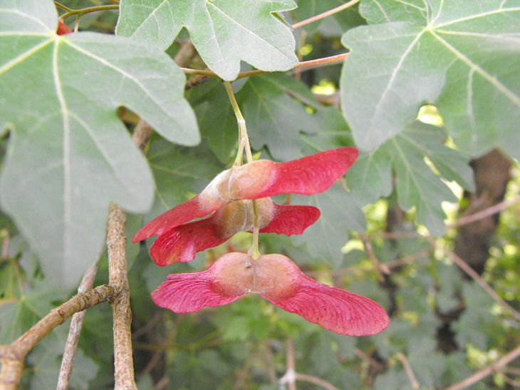 Acer campestre / Acero oppio