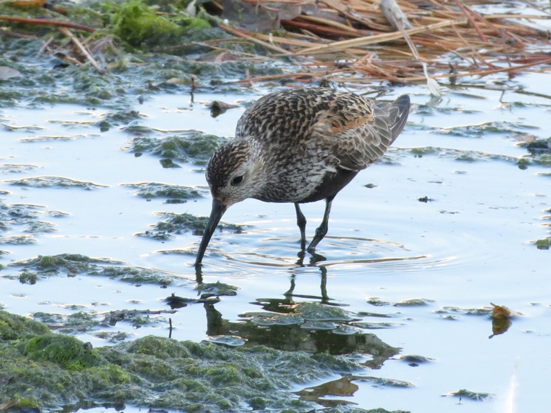 Piovanello pancianera?