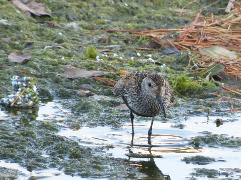 Piovanello pancianera?