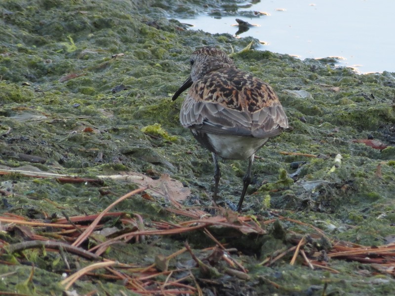 Piovanello pancianera?