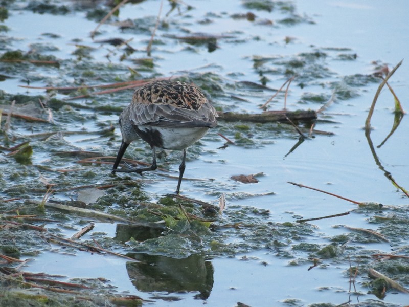 Piovanello pancianera?