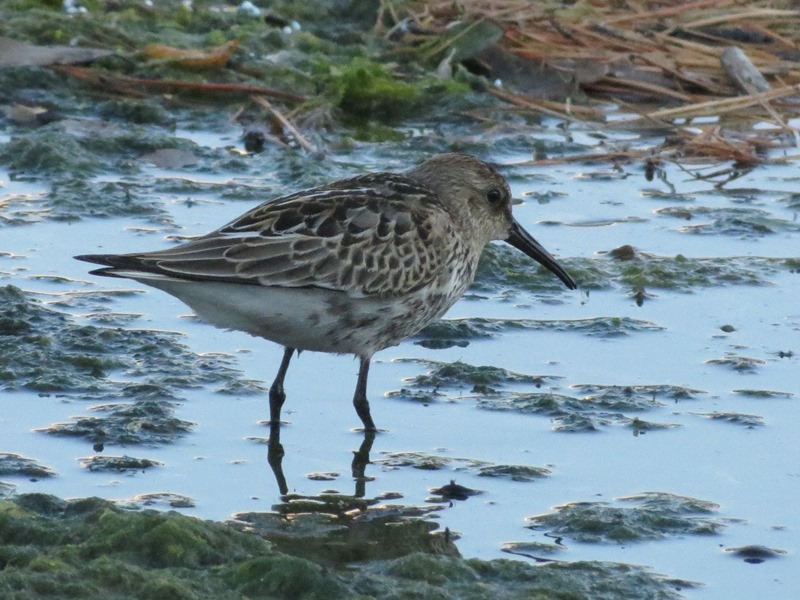 Piovanello pancianera?