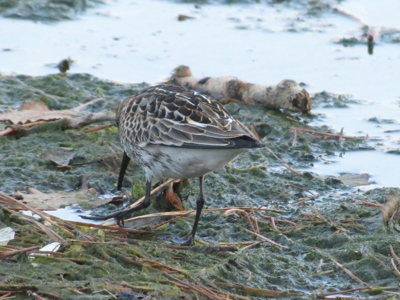 Piovanello pancianera?