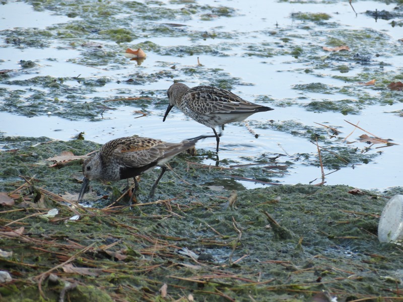 Piovanello pancianera?