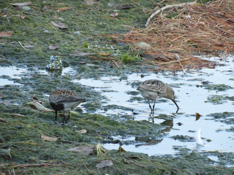 Piovanello pancianera?