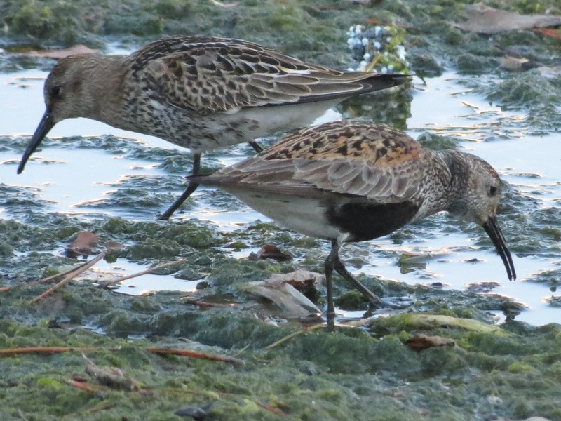 Piovanello pancianera?