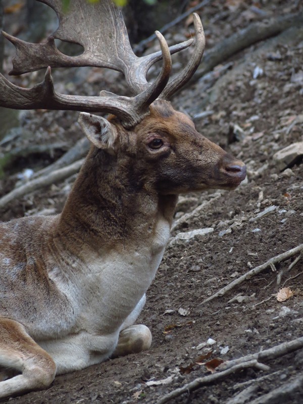 Daino: colorazione del mantello e altro...