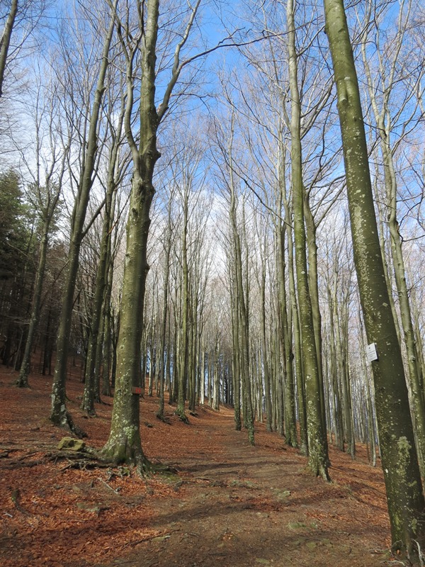 Anello della Faggeta del Monte Zatta (Appennino Ligure)