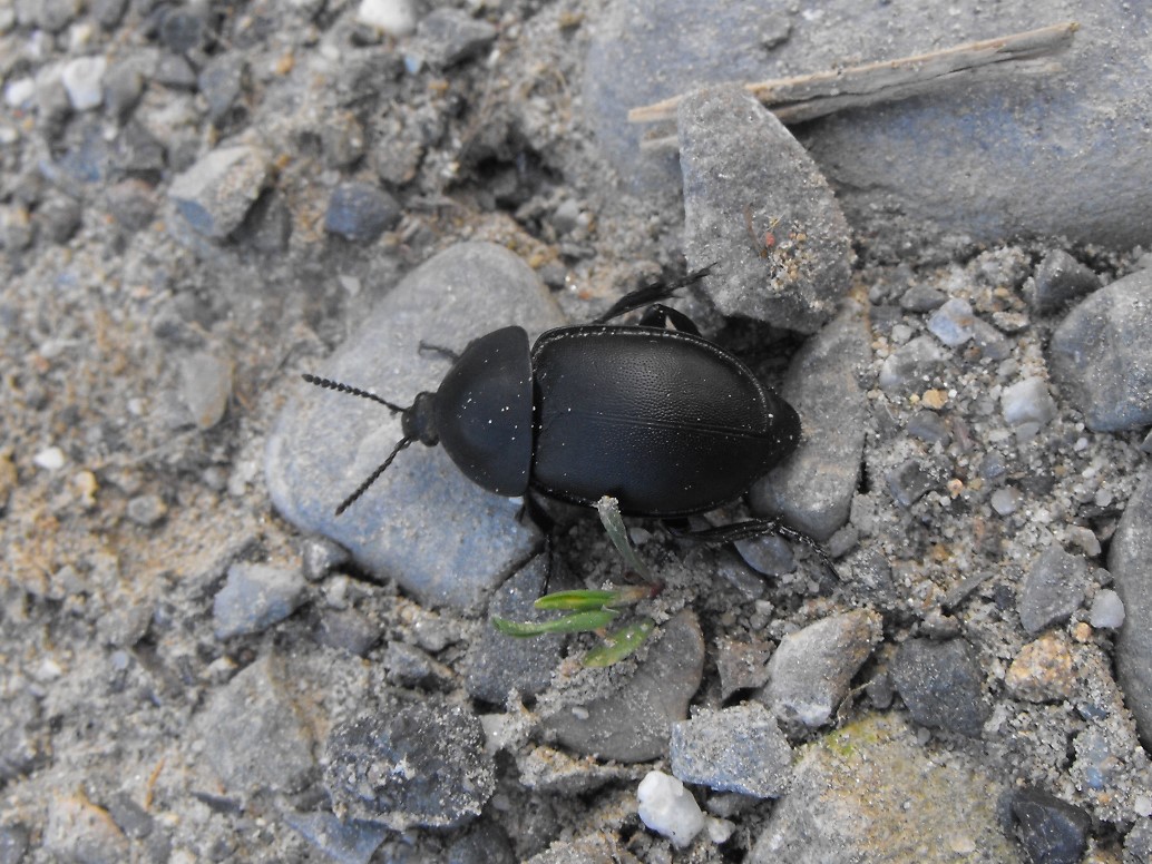 Ablattaria laevigata (Silphidae)