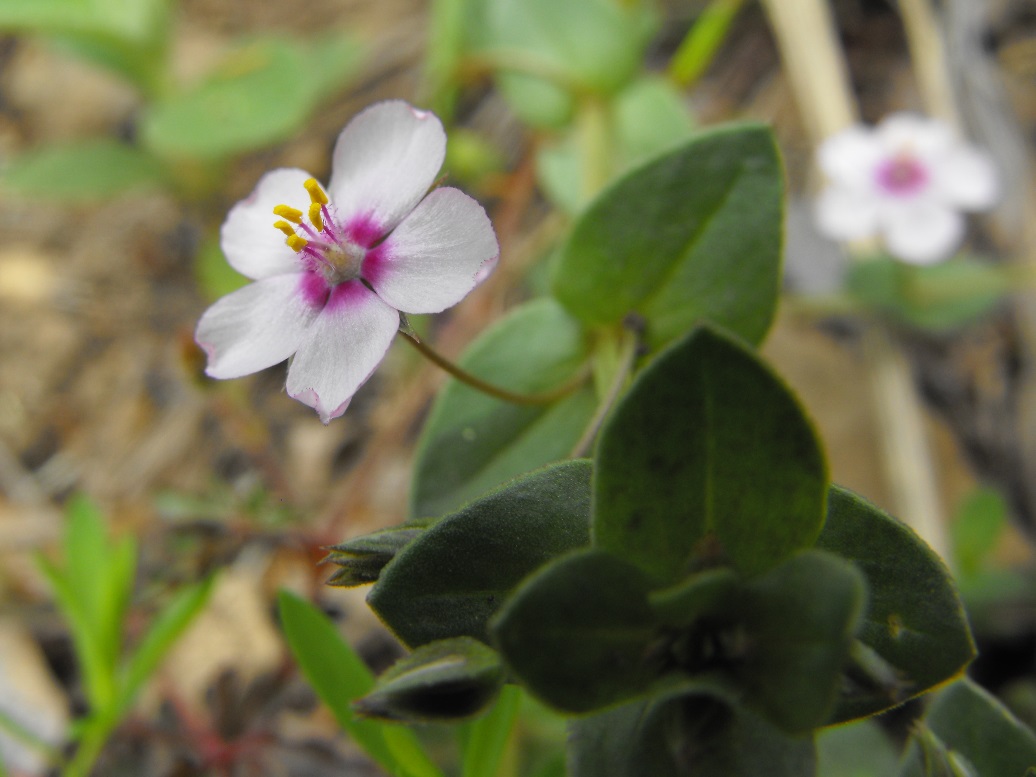 Lysimachia (=Anagallis) arvensis -  variabilità cromatica