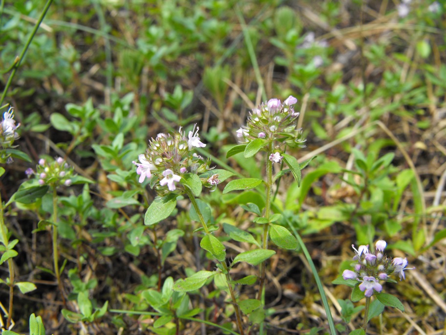 Thymus pulegioides / Timo goniotrico