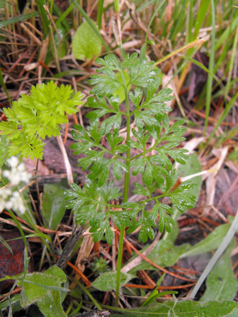 Apiacea da determinare