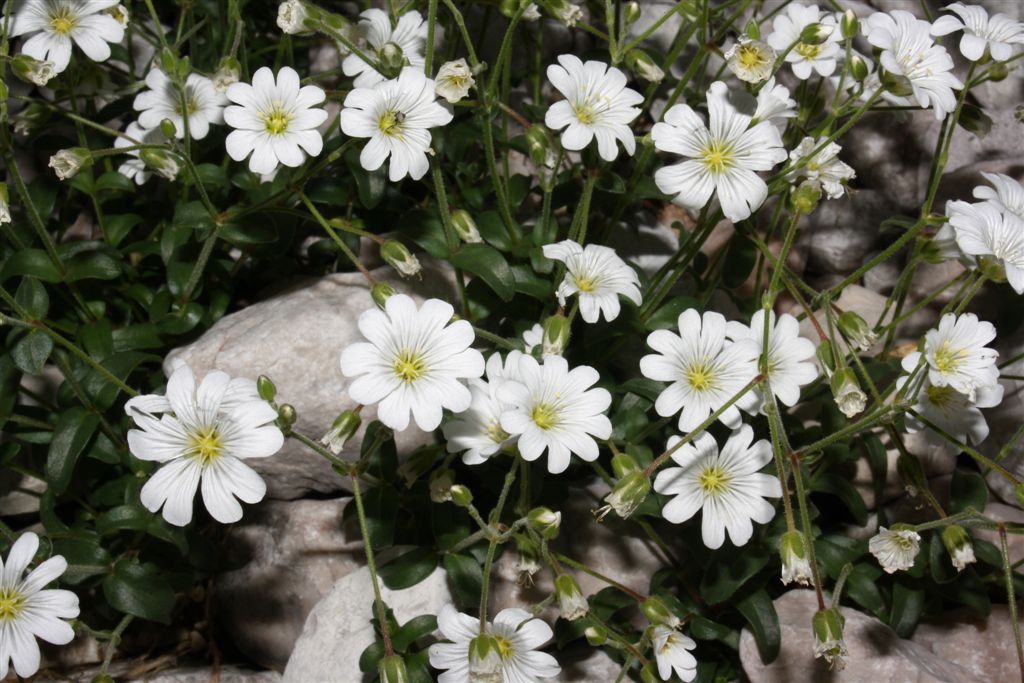 Da determinare - Cerastium sp.