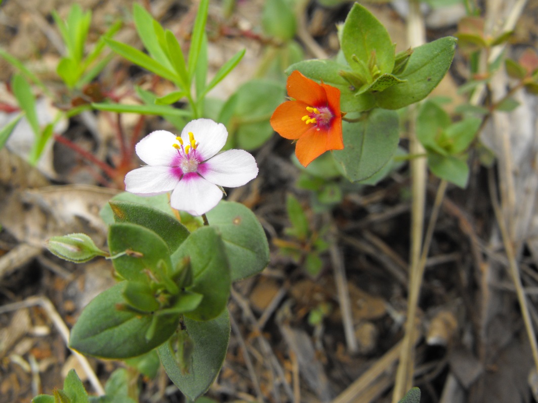 Lysimachia (=Anagallis) arvensis -  variabilità cromatica