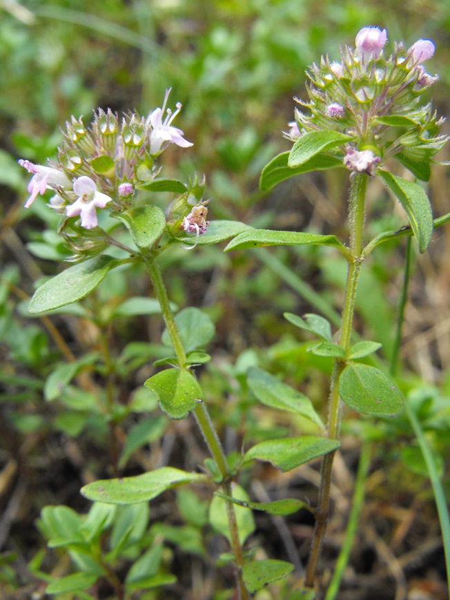 Thymus pulegioides / Timo goniotrico