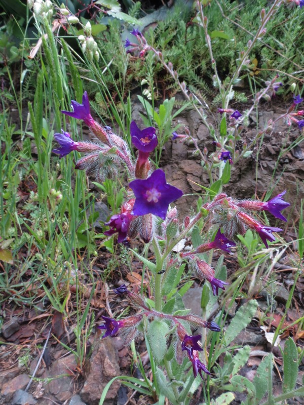 Anchusa