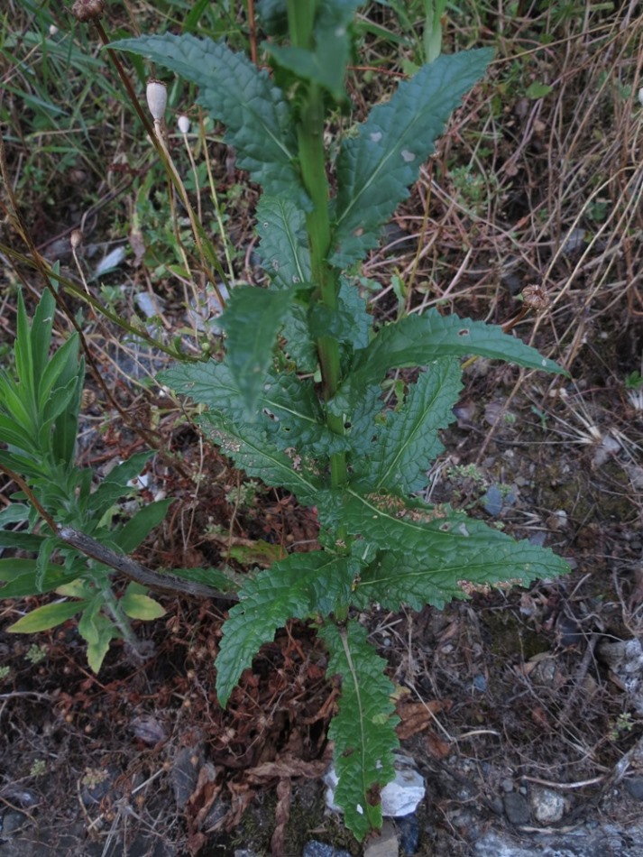 Verbascum blattaria / Verbasco polline