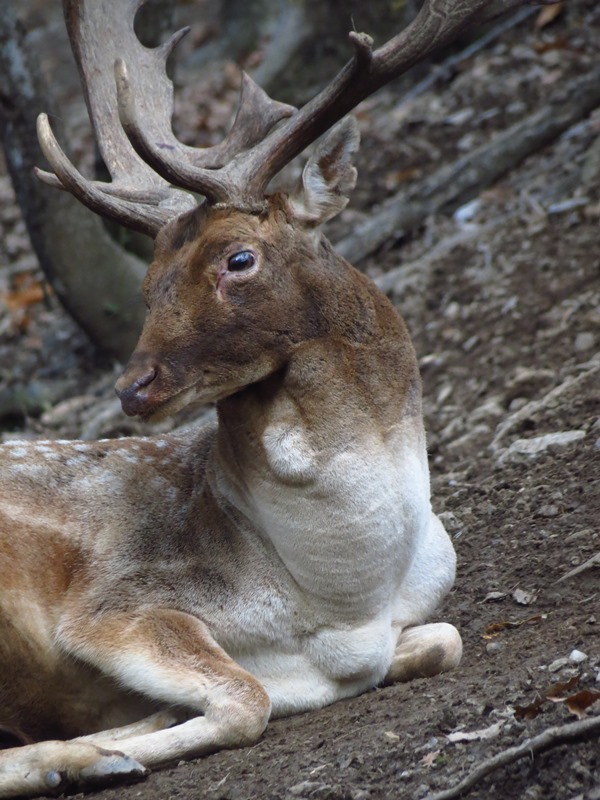 Daino: colorazione del mantello e altro...