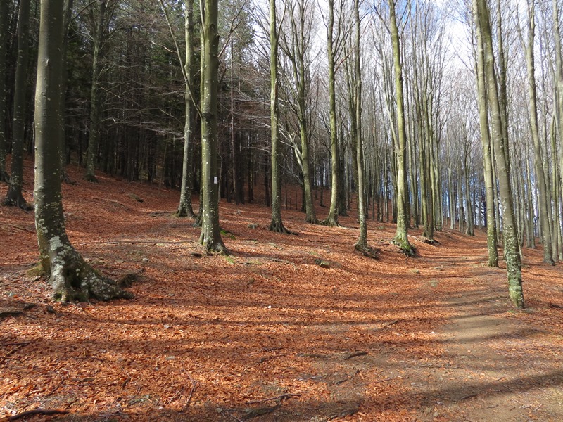 Anello della Faggeta del Monte Zatta (Appennino Ligure)