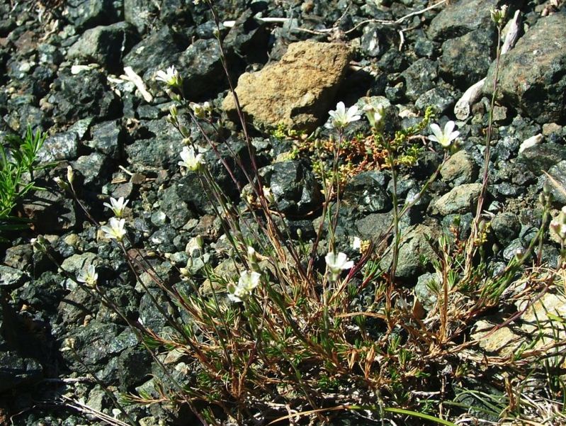 Cherleria (=Minuartia) laricifolia subsp. ophiolitica / Minuartia del serpentino