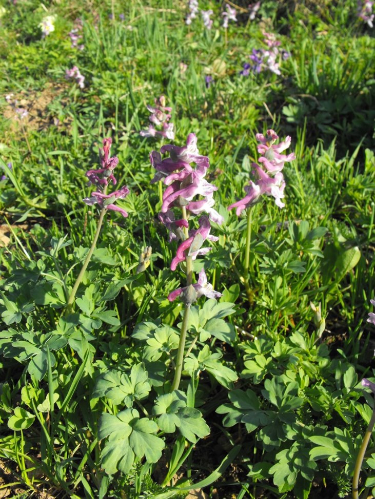 Corydalis cava