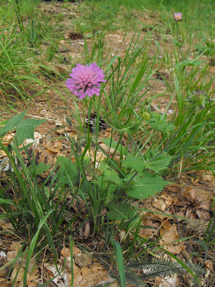 Knautia dipsacifolia / Ambretta occidentale