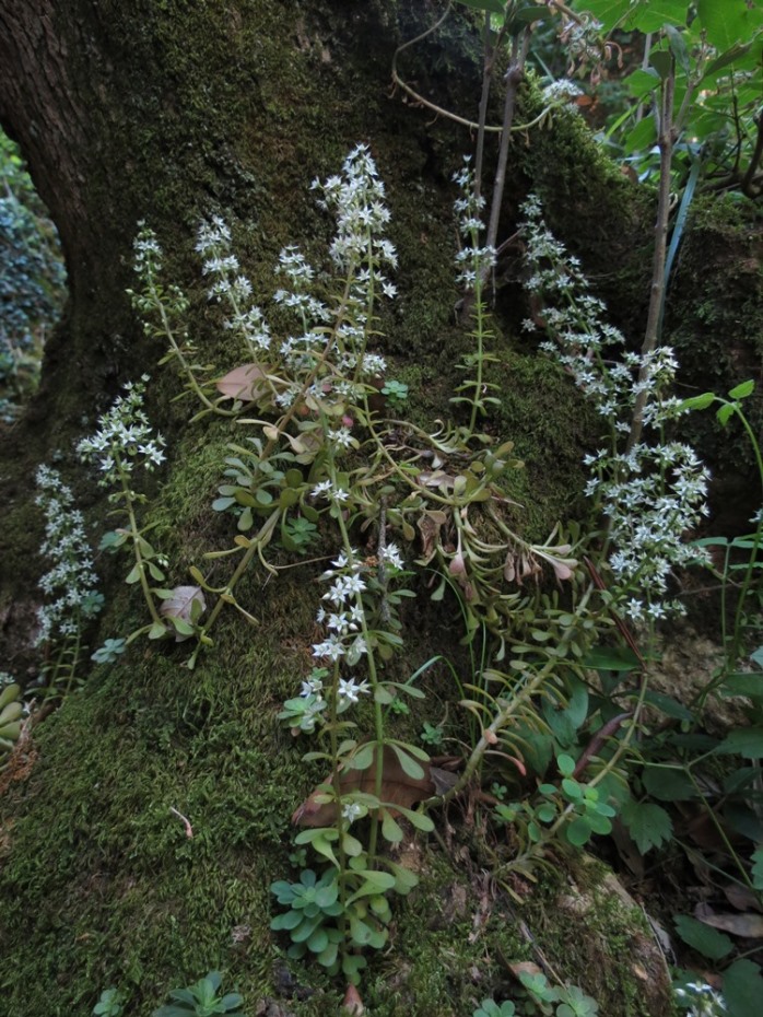 Sedum cepaea / Borracina cepea