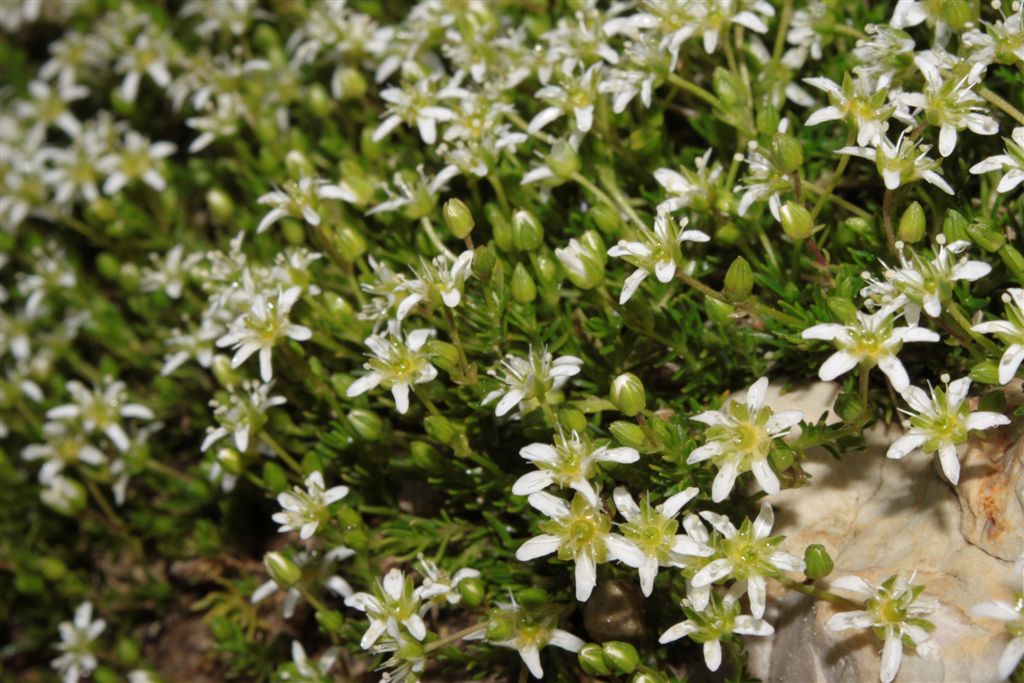 Moehringia ciliatae / Moehringia ciliata