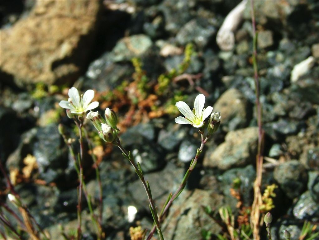 Cherleria (=Minuartia) laricifolia subsp. ophiolitica / Minuartia del serpentino