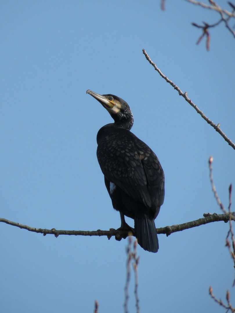 Cormorani